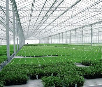 濟(jì)寧連棟溫棚 濟(jì)寧連棟溫棚